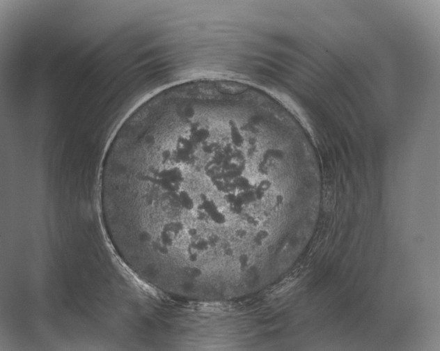 X0000072510903200607290129