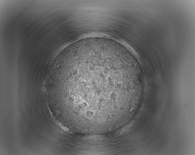 X0000072510953200607290129