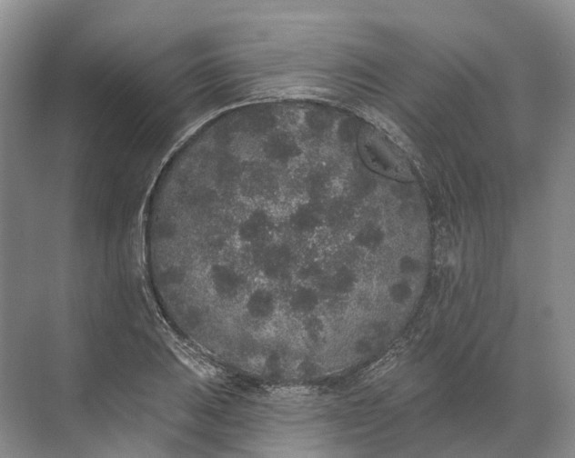 X0000072511031200607290127