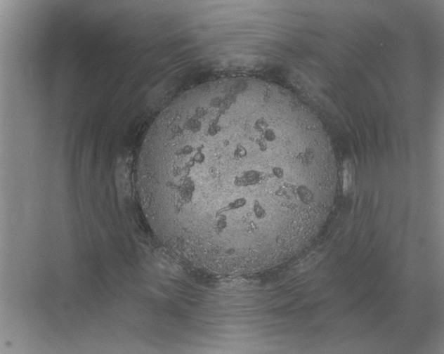 X0000072511059200607290126