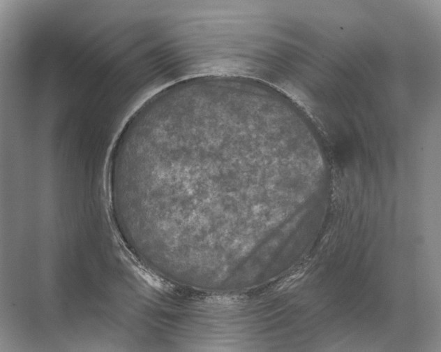 X0000072511078200607290126