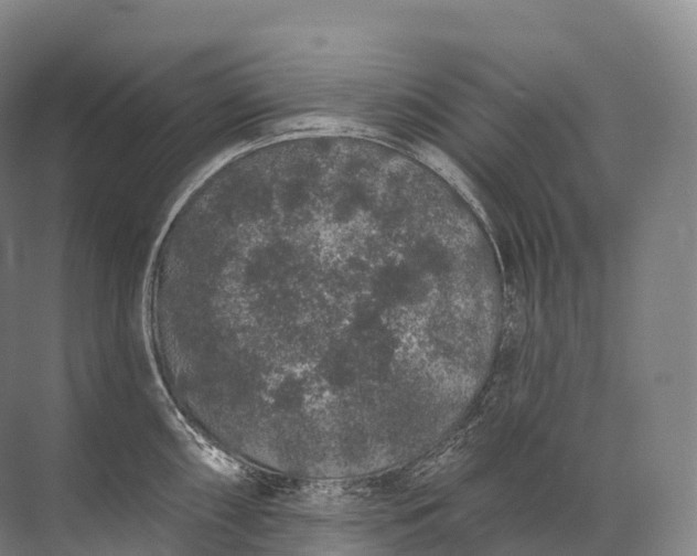 X0000072511098200607290126