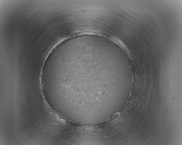 X0000072511190200607290124