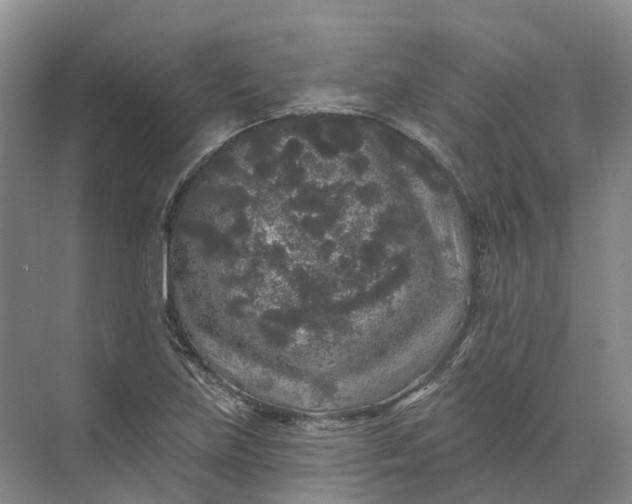 X0000072511219200607290124