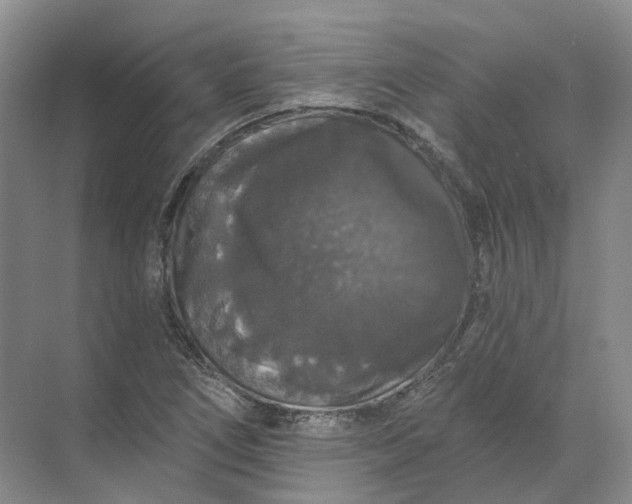 X0000072511266200607290123