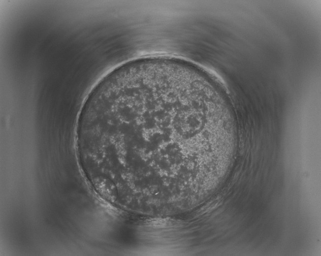 X0000072511279200607290123