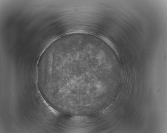 X0000072511290200607290123