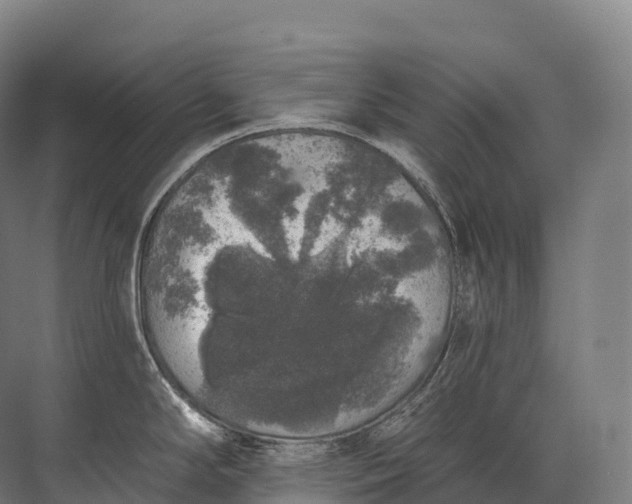 X0000072511294200607290122