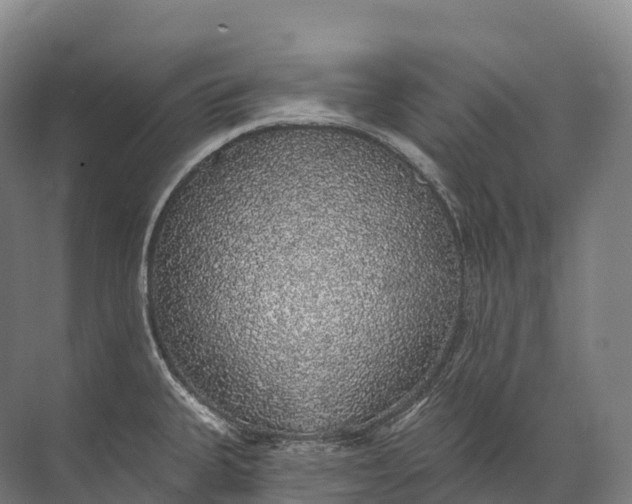 X0000072511335200607290122