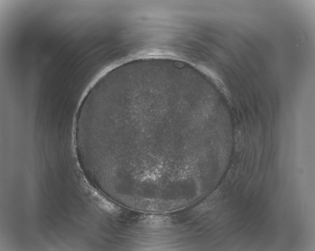 X0000072511374200607290121