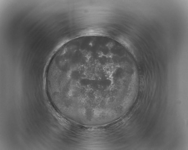 X0000072511419200607290120