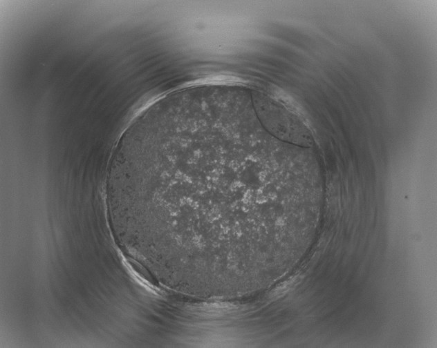 X0000072511425200607290121