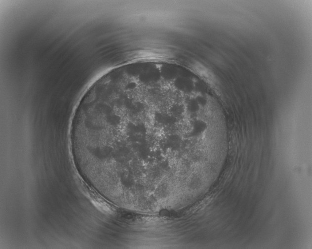 X0000072511427200607290121