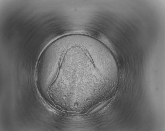 X0000072511436200607290121