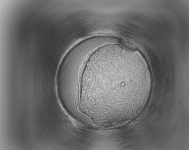 X0000072511440200607290121