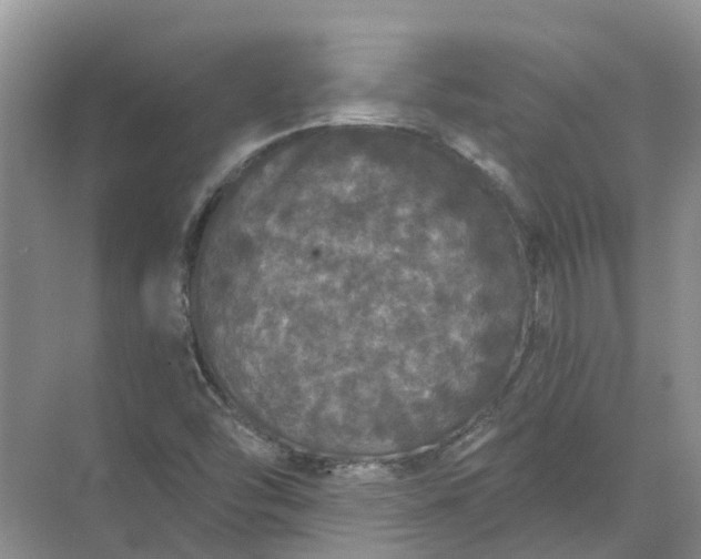 X0000072511454200607290120