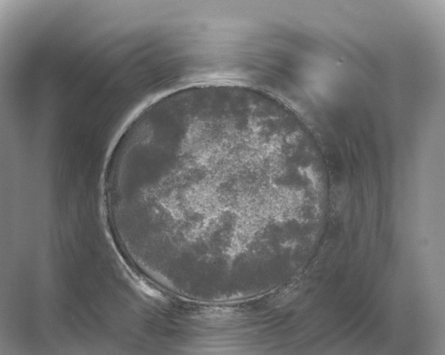 X0000072511470200607290119