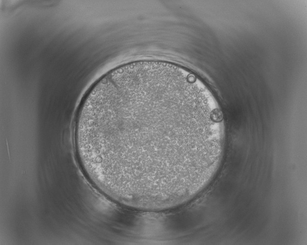 X0000072511514200607290119