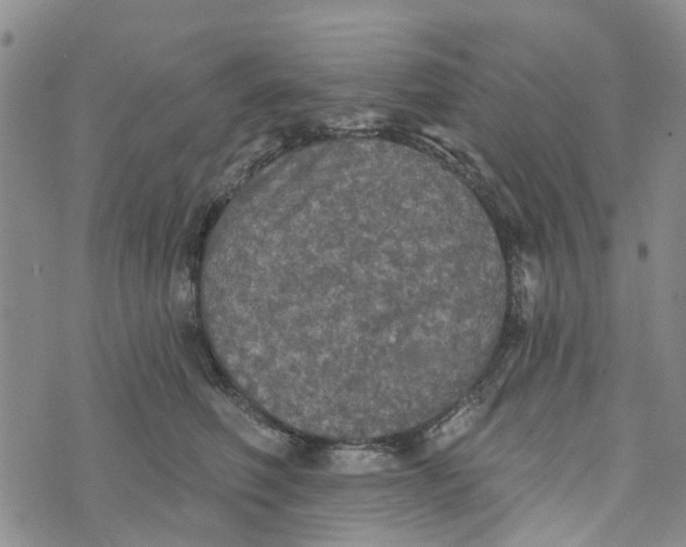 X0000072510614200608041508