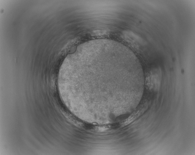 X0000072510662200608041508