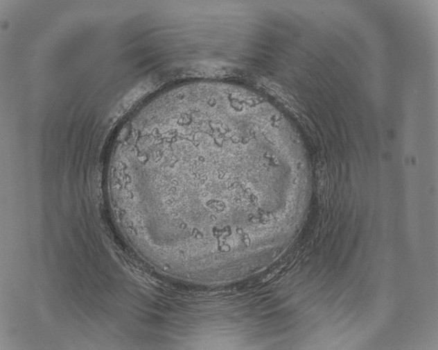 X0000072510679200608041507