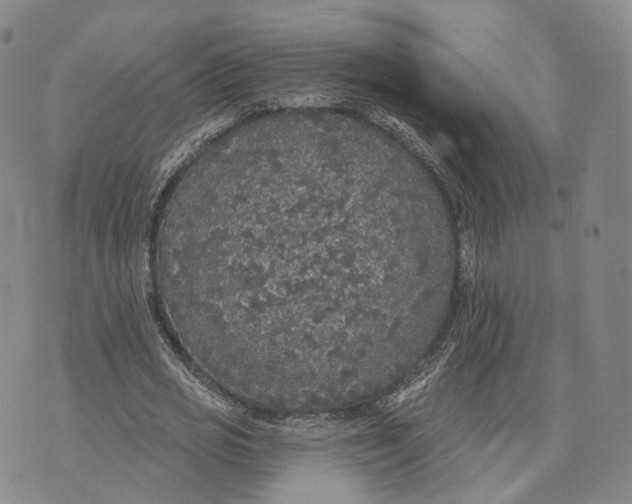 X0000072510725200608041505