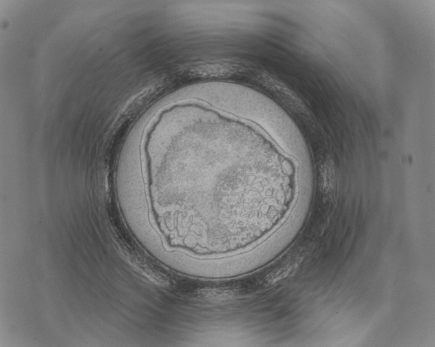 X0000072510733200608041506