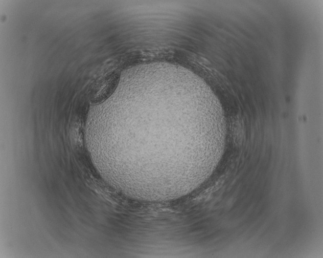 X0000072510770200608041505