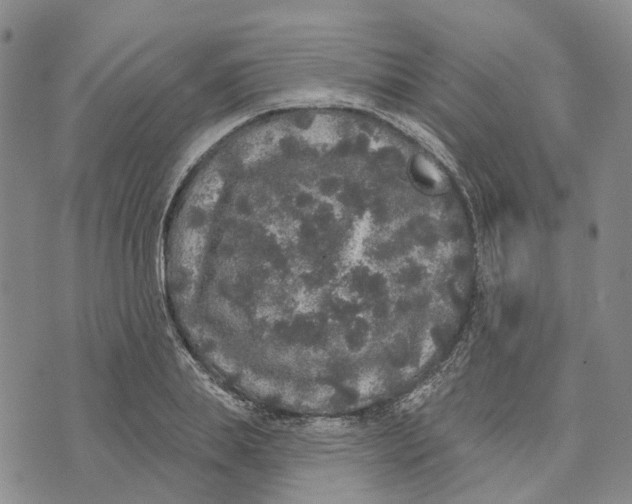 X0000072510839200608041504