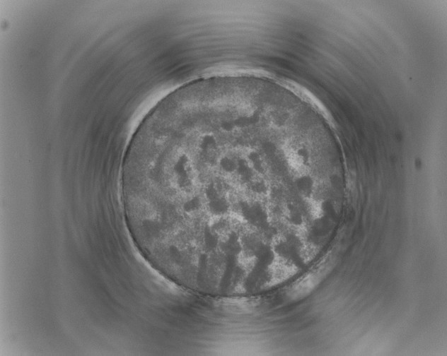 X0000072510855200608041504