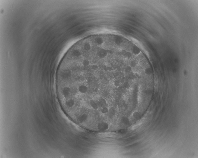 X0000072510863200608041505