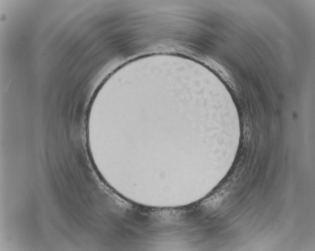 X0000072510950200608041503