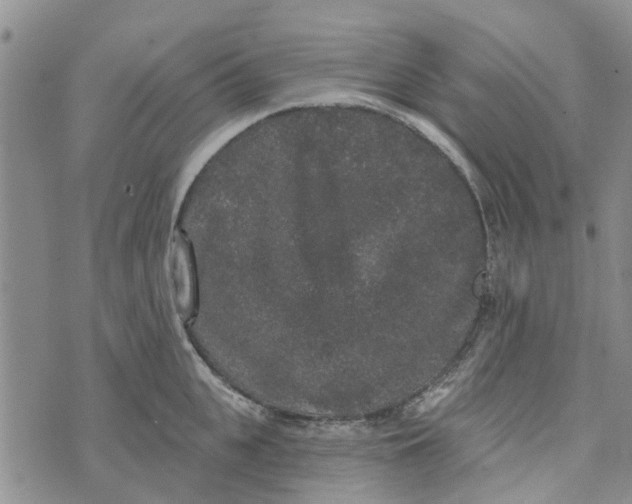 X0000072510951200608041503