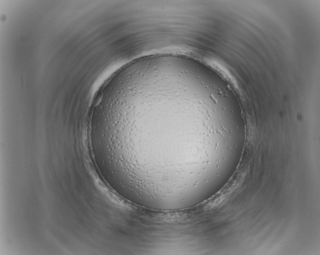 X0000072510952200608041503