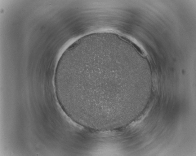 X0000072510959200608041503