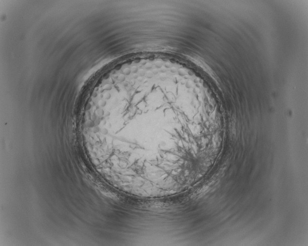 X0000072510971200608041502