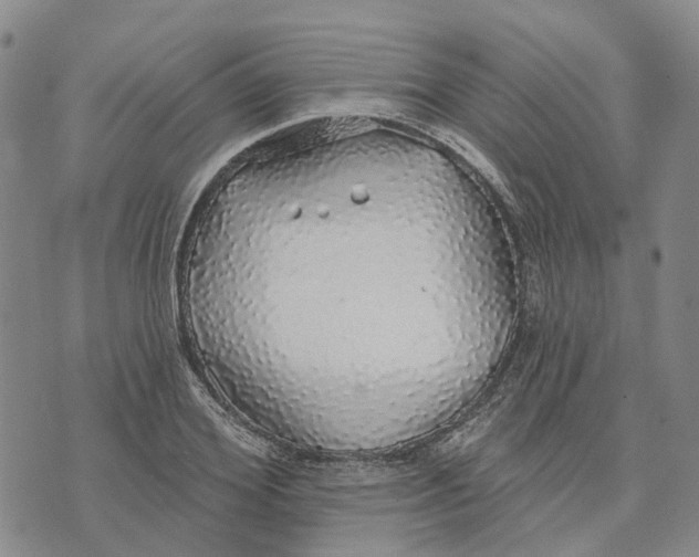 X0000072510980200608041502