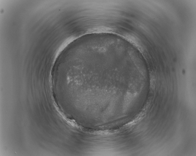 X0000072510990200608041502