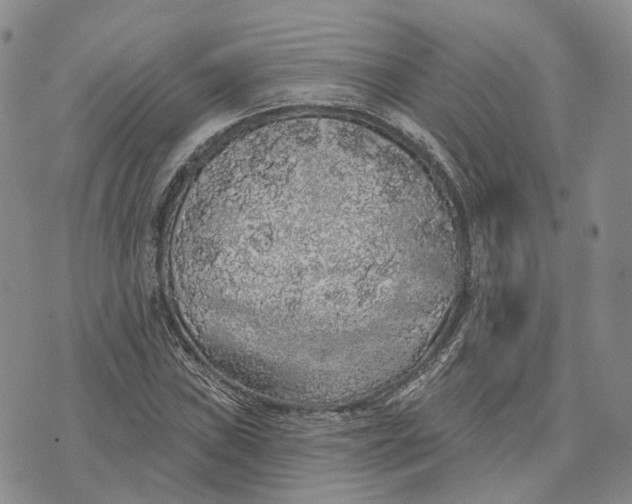 X0000072511019200608041501