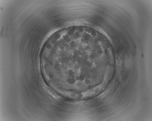 X0000072511035200608041501