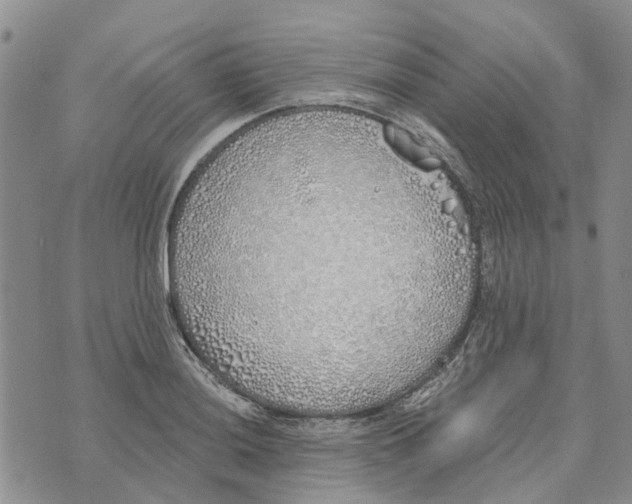 X0000072511036200608041501