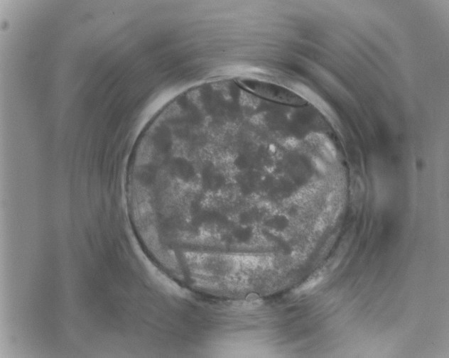 X0000072511055200608041501