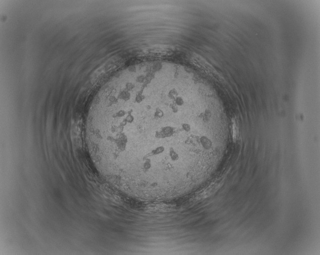 X0000072511059200608041501