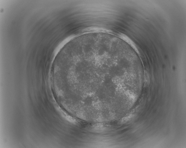 X0000072511098200608041500