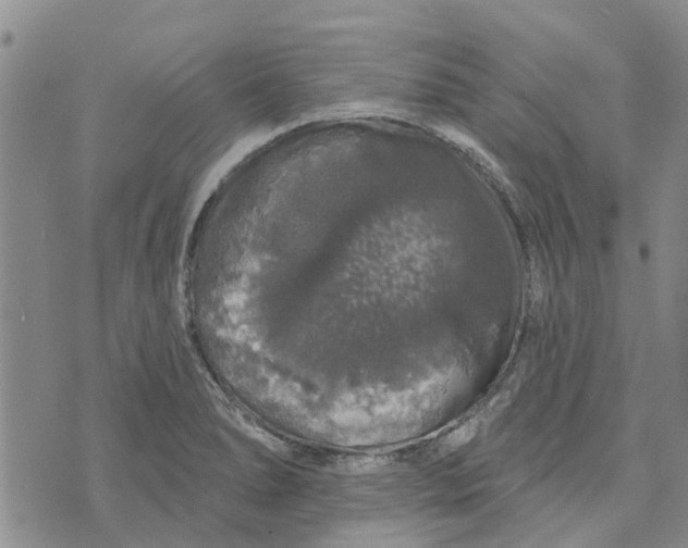 X0000072511278200608041457