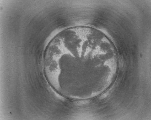 X0000072511294200608041457