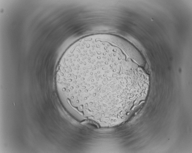 X0000072511296200608041457