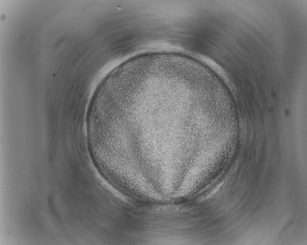 X0000072511335200608041457