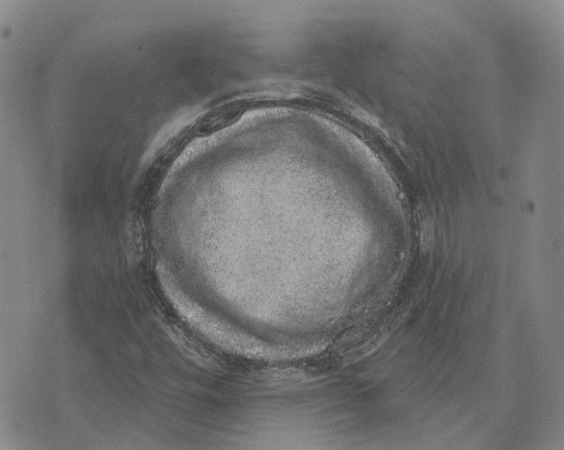 X0000072511448200608041454