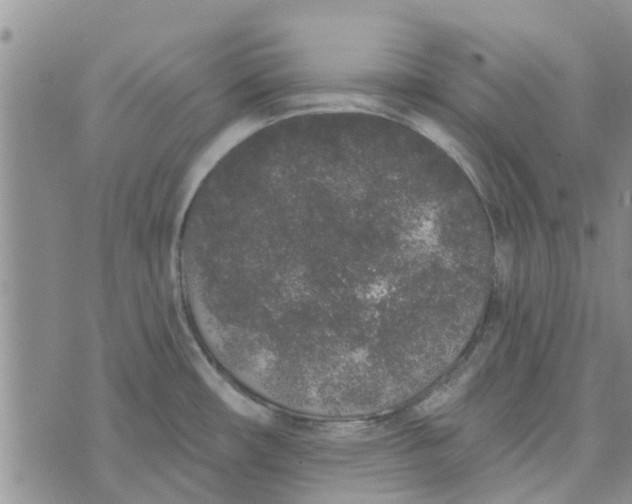 X0000072511482200608041454